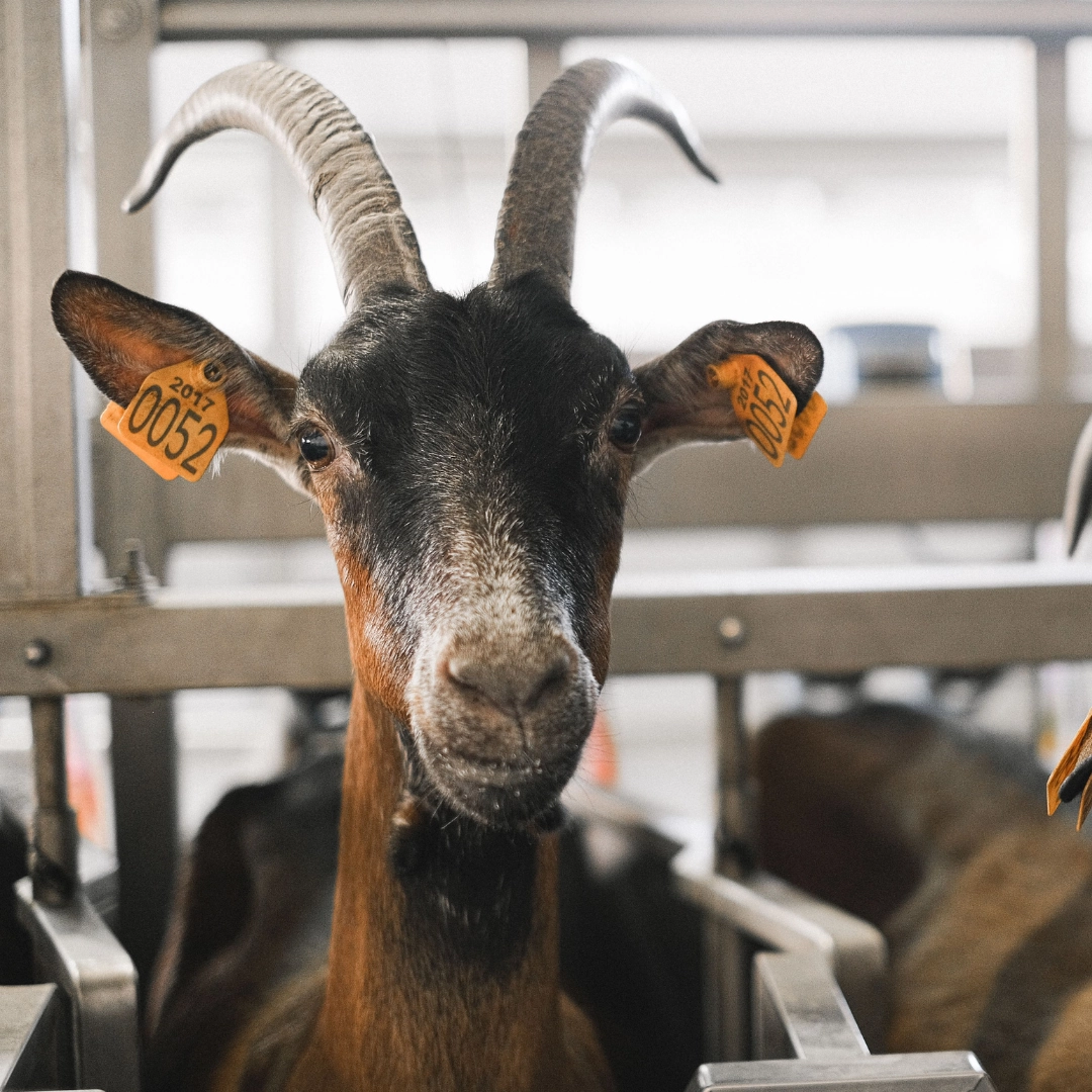 NUTRIZIONE_ANIMALE_1